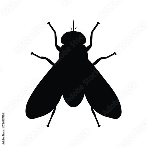 Black silhouette of a common housefly, a pest insect on white