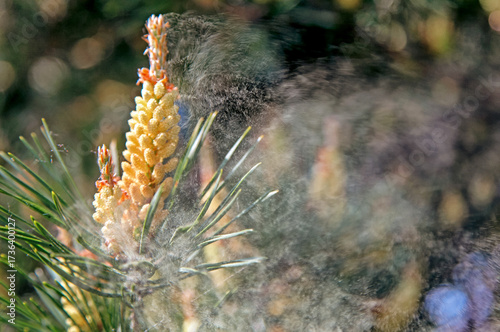 Close up of pine tree branch releasing yellow pollen into air, symbol of spring allergy season, pollination and natural process in nature
