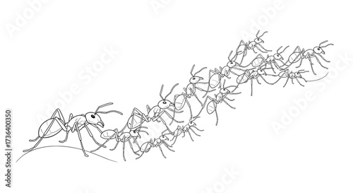 Ants Teamwork Chain Formation Collaboration.