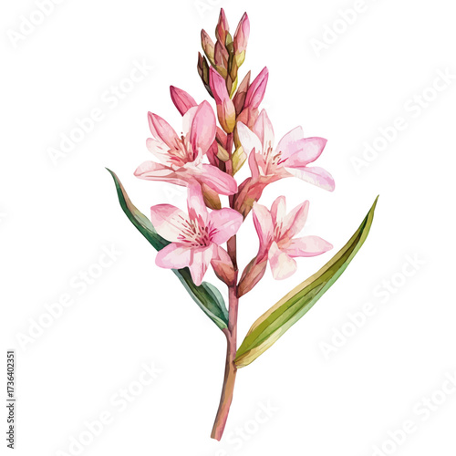 Tuberose, watercolor illustration vector, isolated on a white background.