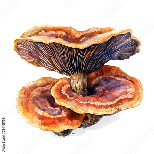 watercolor vector of Reishi Mushroom, isolated on a white background.