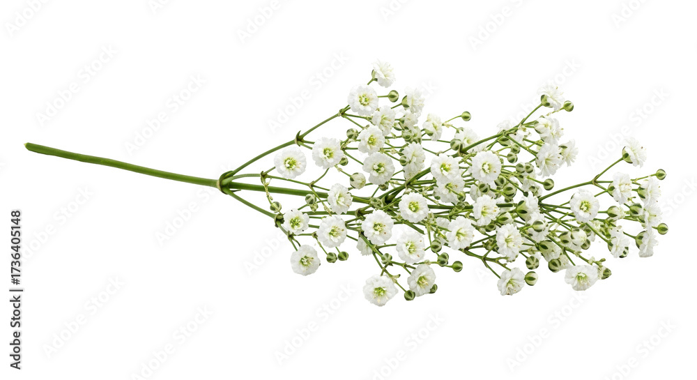 Obraz premium Isolated spray of baby's breath delicate flowers, springtime bouquet, soft light, neutral mood