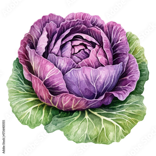 Ornamental Cabbage, watercolor vector, isolated on a white background.