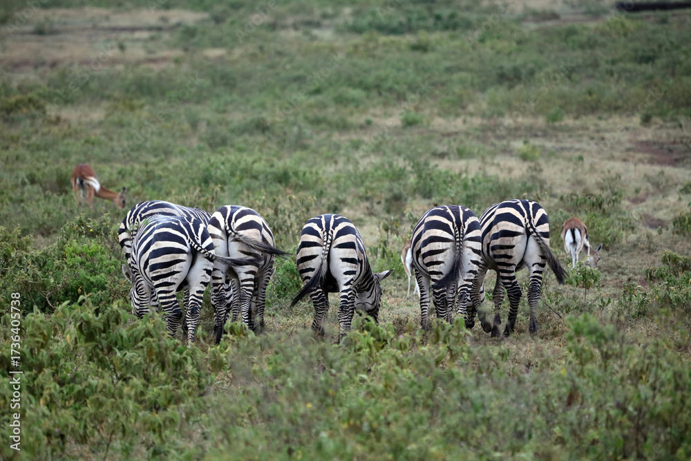 Fototapeta premium Rear view of a group of Zebra on a wet evening, Kenya Africa 