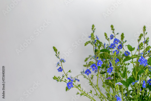 Veronika dubravnaya is a wild meadow grass with sky-blue flowers. Wild forget-me-not.