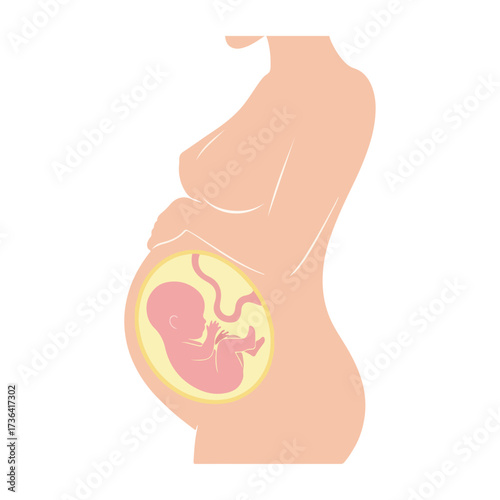 Pregnant woman with fetus illustration, isolated on white background
