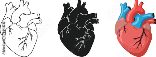 Human Heart Anatomy Illustration in Three Styles for Medical Education