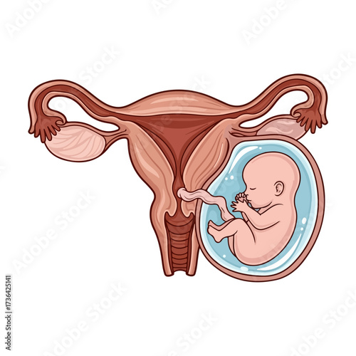Fetus developing inside uterus, medical illustration of human anatomy