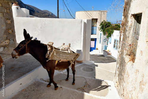 Greece, Amorgos Island, Donkey