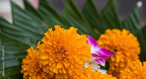 Vibrant orange marigold flowers with green leaves closeup shot.