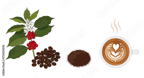 The journey of coffee beans from plant to latte art.
