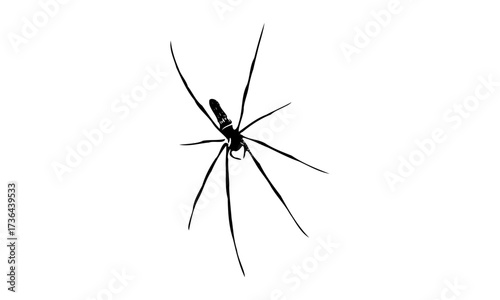 spider on white background