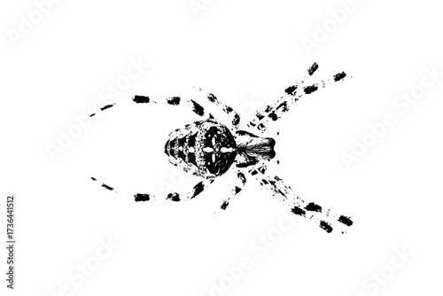 black and white spider 