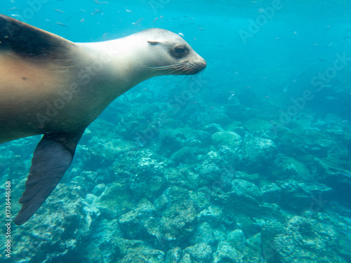 sea lion in the water