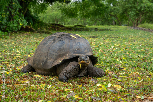 tortoise in grass