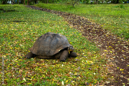 tortoise in Galapagos 