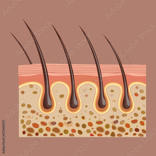 Scientific Illustration of Hair Follicle with Sebaceous Gland Showing Skin Layers and Subcutaneous Tissue Structure