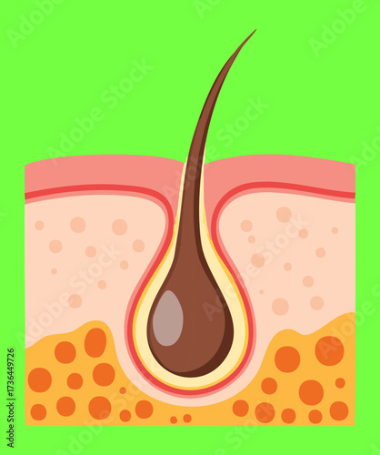 Clear medical cross-section focusing on the point where the hair emerges from the follicle through the skin's surface