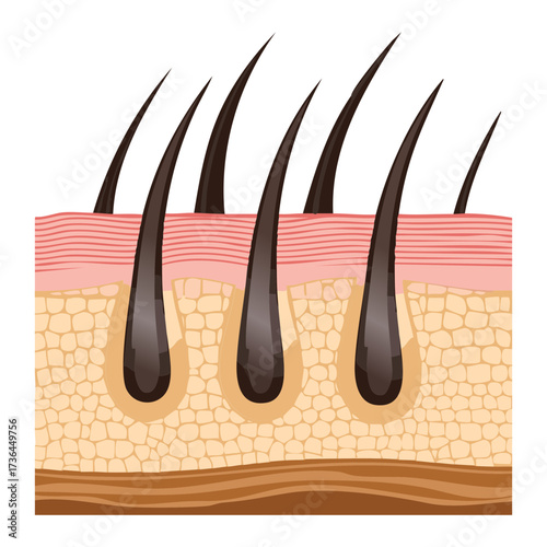 Scientific illustration depicting many hair follicles in various stages of growth within the cross-section of the scalp