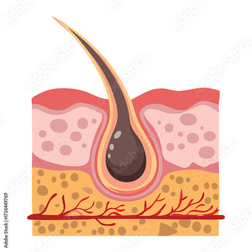 Diagram illustrating a single hair follicle with a curved shaft and root embedded in the dermal and epidermal layers