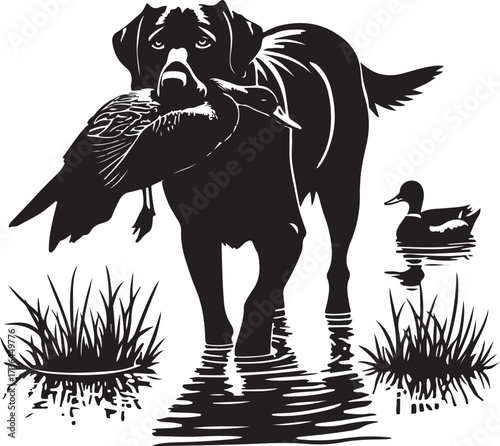 Black Labrador dog retrieving duck in water with reeds