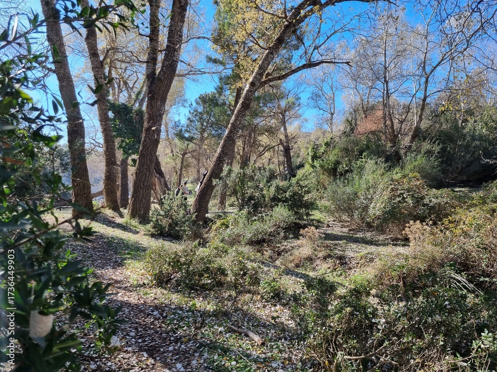 Fototapeta premium Forest in autumn, a sunny and quiet day with fallen leaves