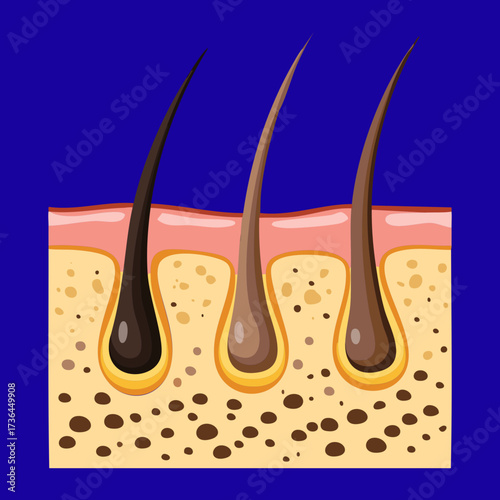 Close-up view of healthy hair shafts growing from follicle structures deep within a layered section of human scalp