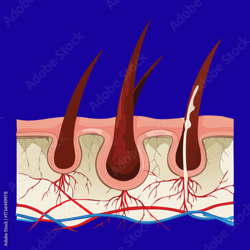 Deep Cross-Section Showing Hair Follicles with Extensive Blood Vessels, Highlighting the Vascular Supply for Active Growth	