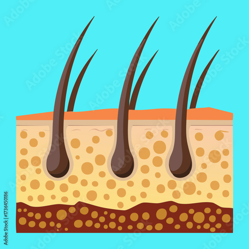 Cross-Sectional View of Hair Follicles Showing Different Growth Stages and Varying Depth in the Subcutaneous Tissue	