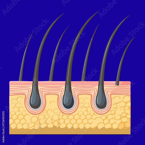 Horizontal Row of Multiple Healthy Hair Follicles Embedded Deeply in the Scalp, Used to Illustrate Density and Fullness	