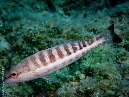 Obraz na płótnie fish in the sea