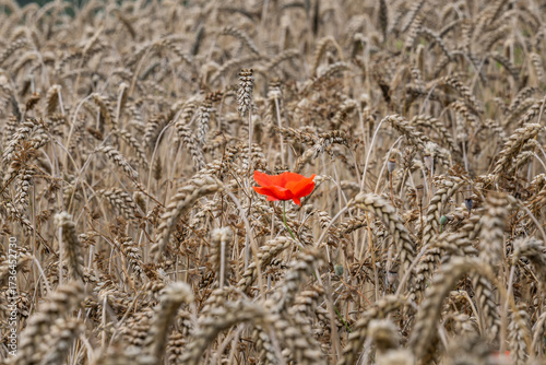 A lone poppy flower among wheat ears