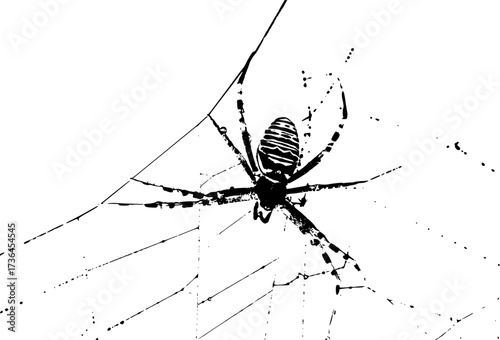 spider on web