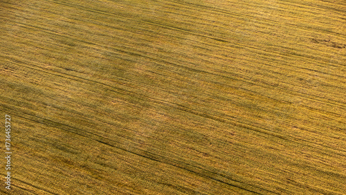 Aerial golden summer agriculture field patterns look down in warm light, abstract background for design