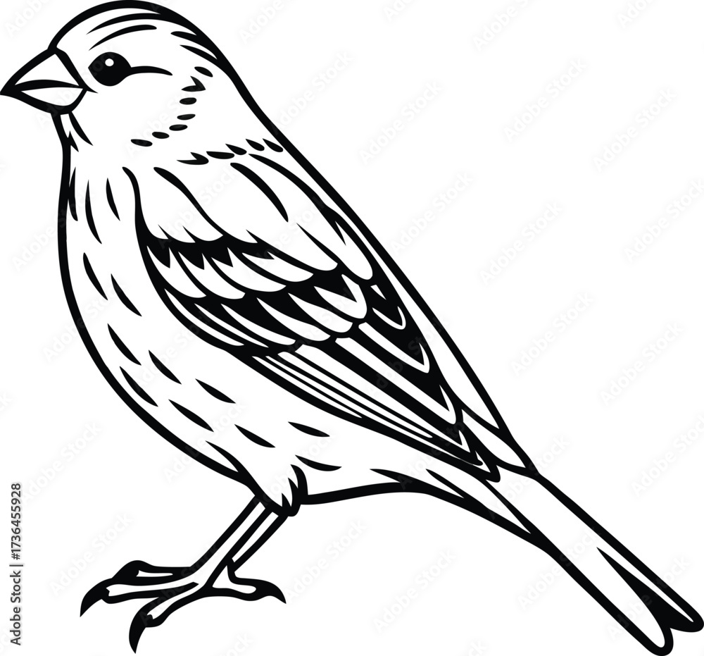 Fototapeta premium Detailed realistic yellow canary bird illustration isolated on white background isolated on transparent background