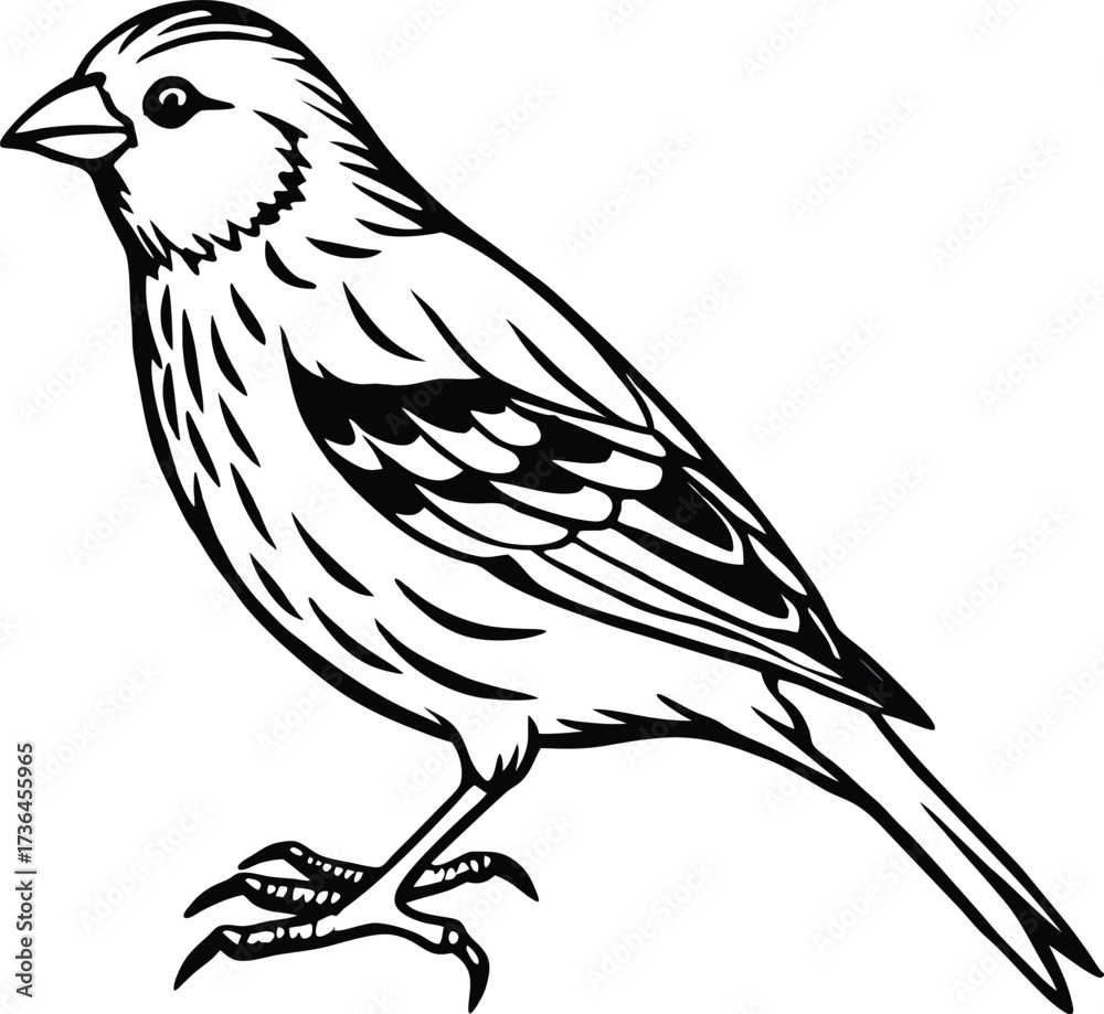 Fototapeta premium Detailed realistic illustration of a yellow canary bird isolated on white background isolated on transparent background
