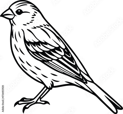 Detailed realistic yellow canary bird illustration isolated on white background isolated on transparent background