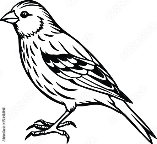Detailed realistic illustration of a yellow canary bird isolated on white background isolated on transparent background
