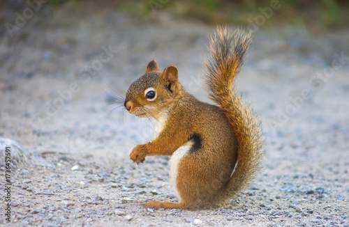Curious red squirrel standing alert on a gravel path in natural daylight