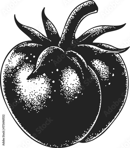 Tomato sketch hand drawn vintage style detailed fruit with stem — stock vector
