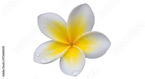 Isolated Plumeria flower blossom, tropical flower on a plain background for creative designs
