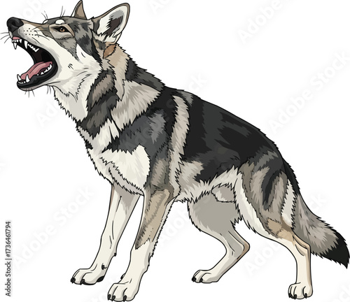 Czechoslovakian Wolfdog barking aggressive alert vector illustration