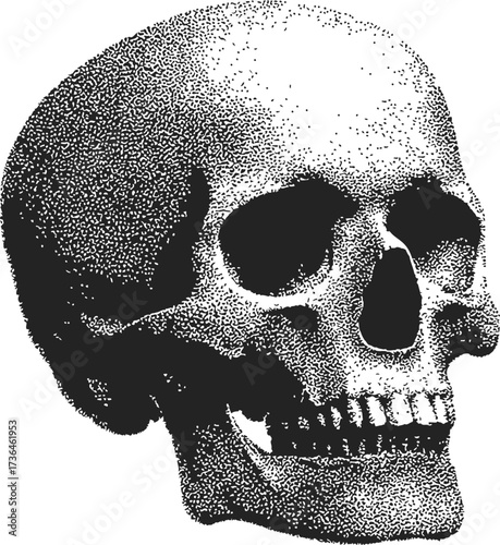 Human skull sketch hand drawn stippling side view detailed anatomy — stock vector