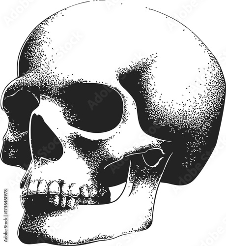 Human skull sketch, hand drawn vector, side view with stippling detail — stock vector