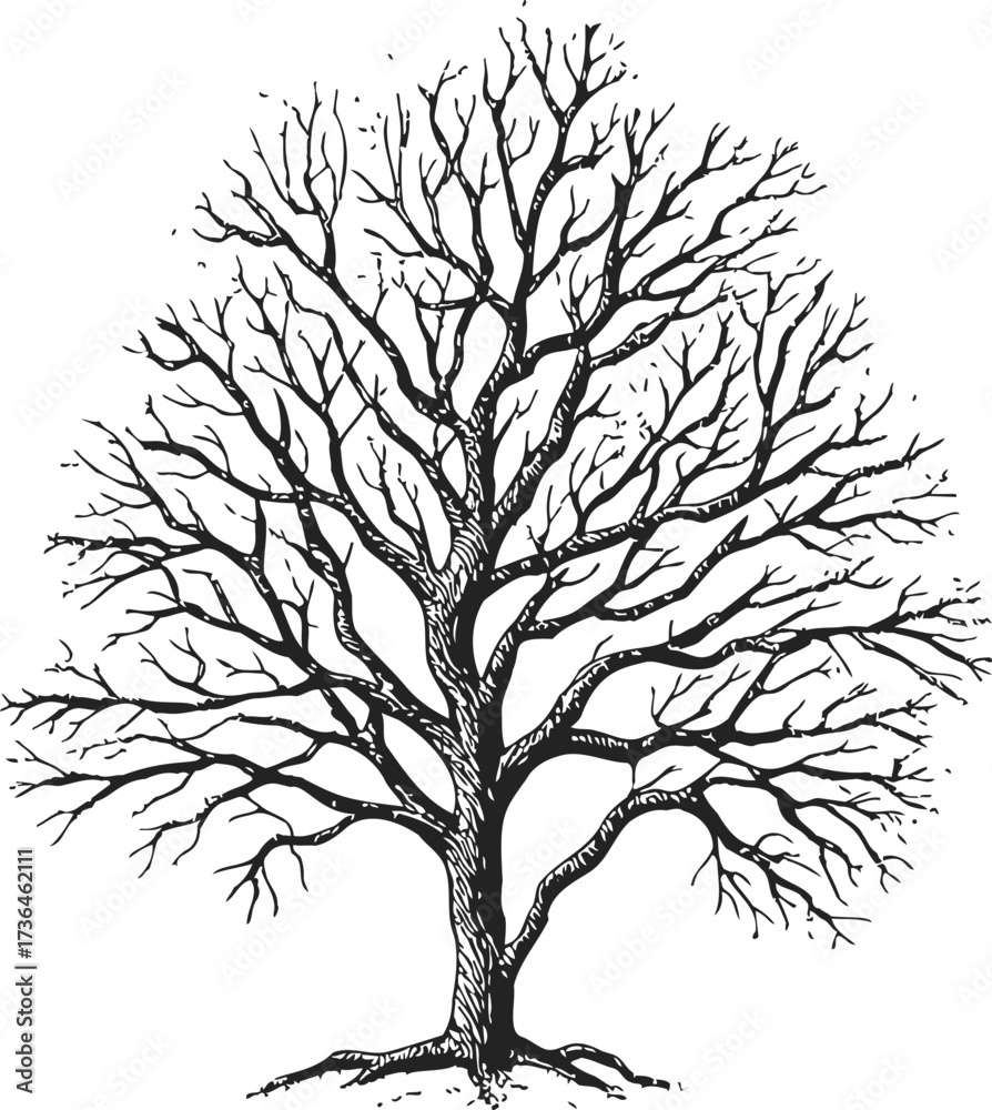 Obraz premium Bare tree sketch hand drawn silhouette with detailed branches — stock vector