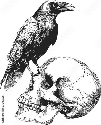 Raven perched on human skull sketch, hand drawn detailed illustration — stock vector