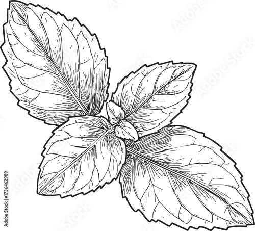 Mint leaves sketch hand drawn botanical illustration with detailed veins — stock vector