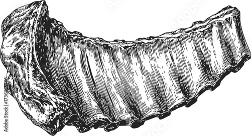 Pork ribs sketch hand drawn detailed meat cut illustration — stock vector
