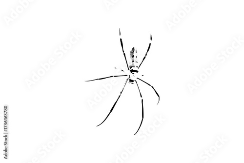 spider vector illustration