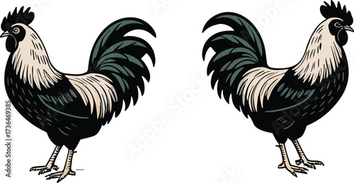 Two black and white roosters standing, farm poultry illustration, vintage style chicken drawing, colorful feathers, rural animal artwork, vector